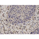 Immunohistochemistry - NCF2 Antibody from Signalway Antibody (32207) - Antibodies.com