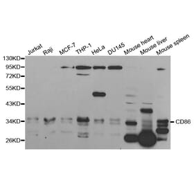 Western blot - CD86 Antibody from Signalway Antibody (32223) - Antibodies.com