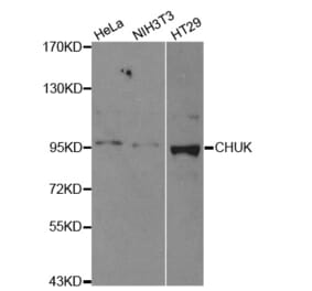 Western blot - CHUK Antibody from Signalway Antibody (32579) - Antibodies.com