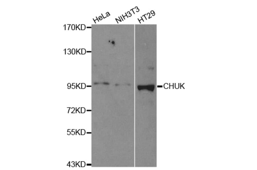 Western blot - CHUK Antibody from Signalway Antibody (32579) - Antibodies.com
