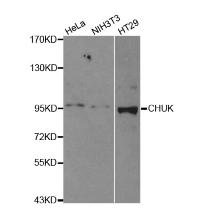 Western blot - CHUK Antibody from Signalway Antibody (32579) - Antibodies.com