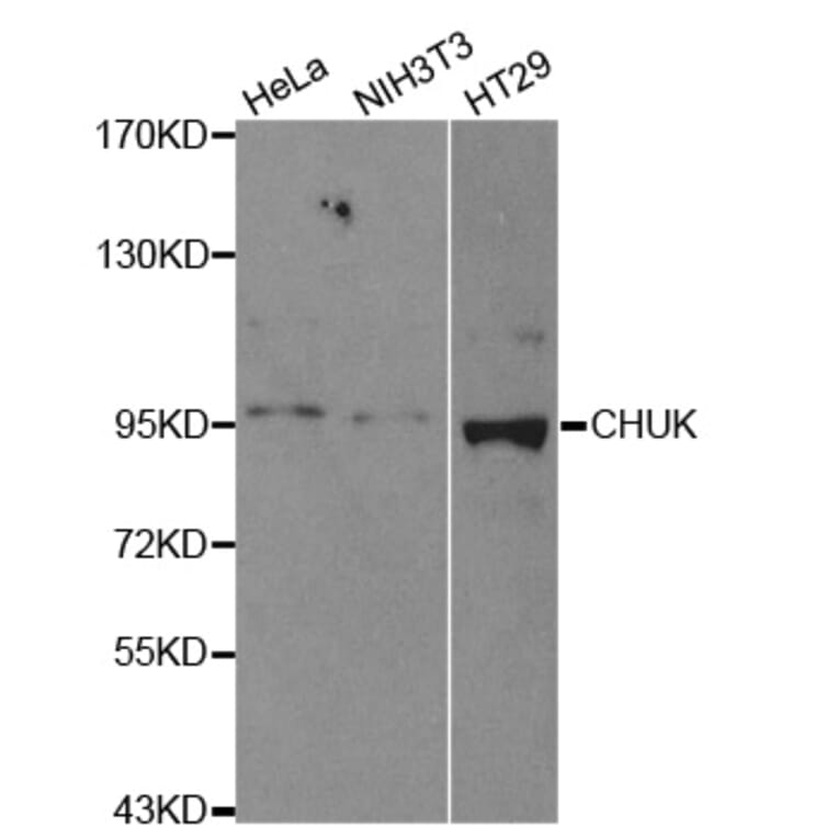 Western blot - CHUK Antibody from Signalway Antibody (32579) - Antibodies.com