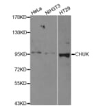 Western blot - CHUK Antibody from Signalway Antibody (32579) - Antibodies.com