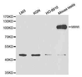 Western blot - MIWI Antibody from Signalway Antibody (32627) - Antibodies.com