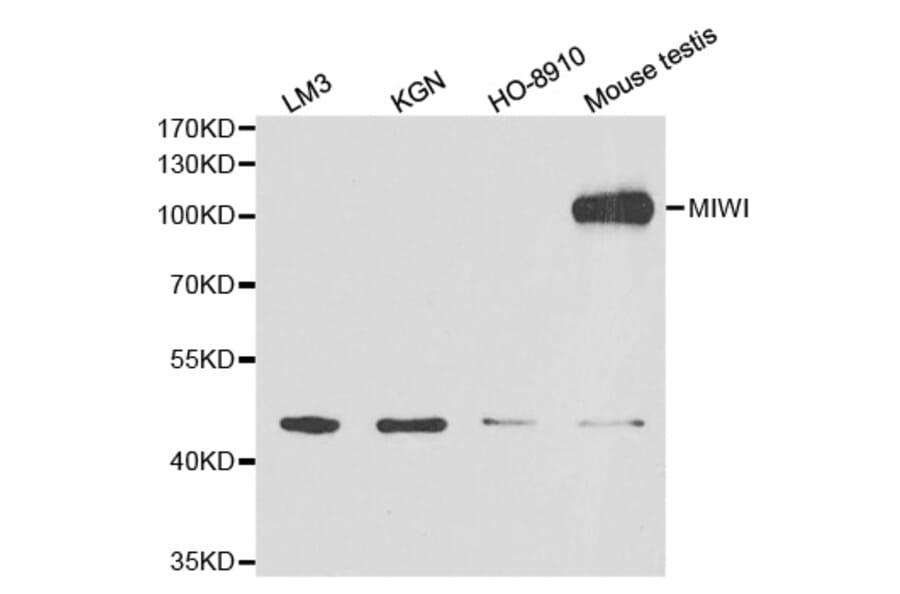 Western blot - MIWI Antibody from Signalway Antibody (32627) - Antibodies.com