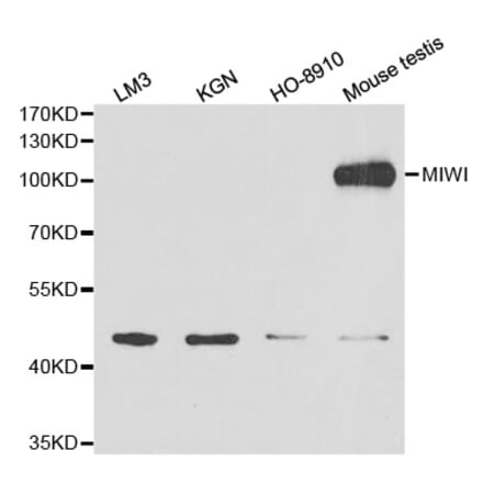 Western blot - MIWI Antibody from Signalway Antibody (32627) - Antibodies.com