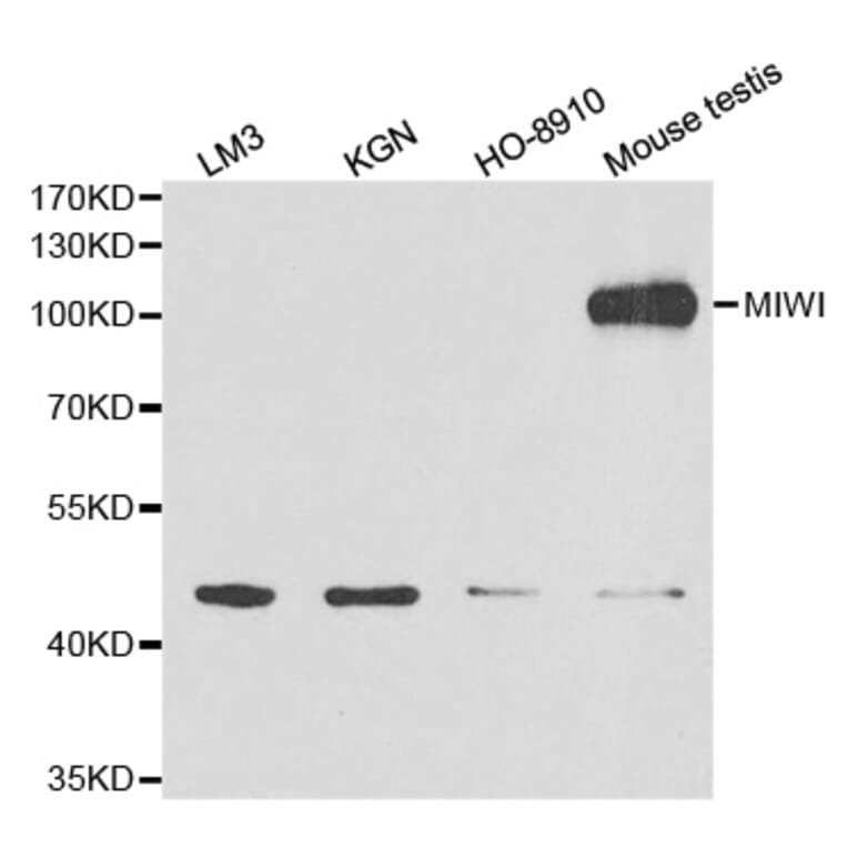 Western blot - MIWI Antibody from Signalway Antibody (32627) - Antibodies.com