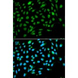 Immunofluorescence - ING3 Antibody from Signalway Antibody (33074) - Antibodies.com