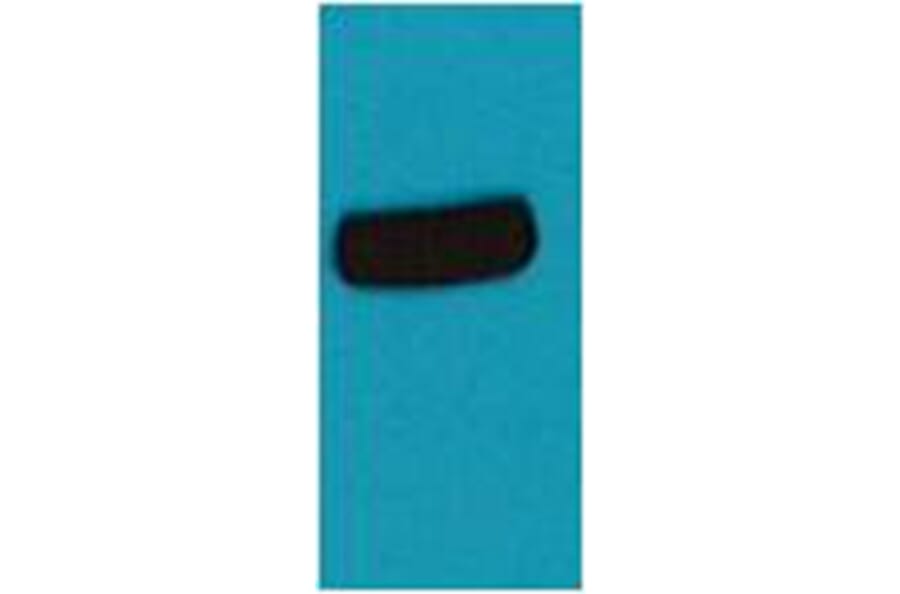 Western blot - AmCyan Rabbit Polyclonal Antibody from Signalway Antibody (38086) - Antibodies.com