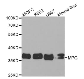 Western blot - MPG Antibody from Signalway Antibody (32837) - Antibodies.com