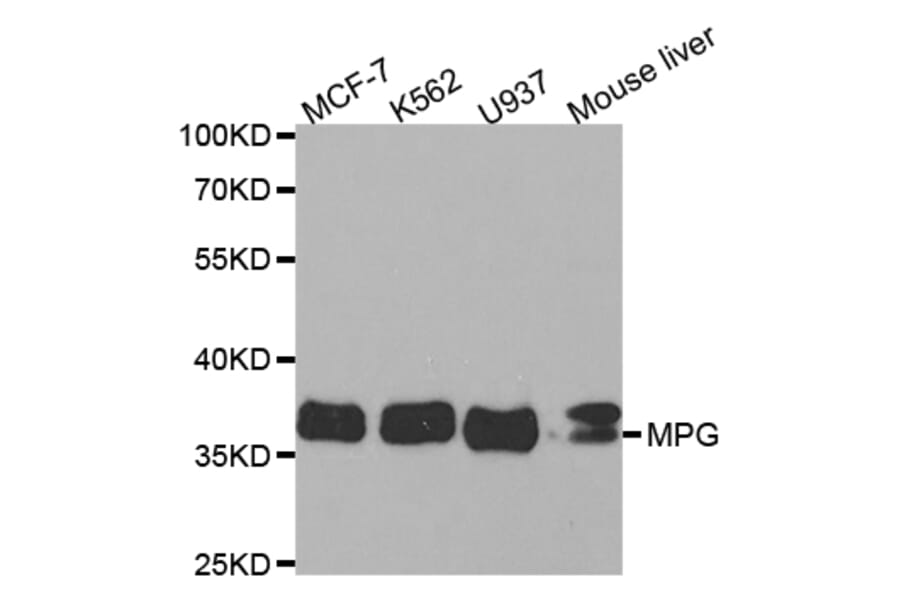 Western blot - MPG Antibody from Signalway Antibody (32837) - Antibodies.com