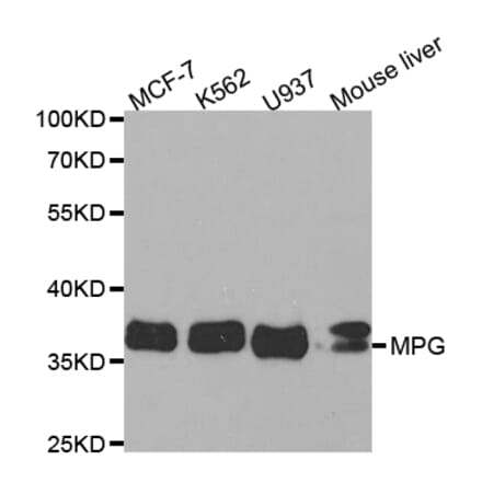 Western blot - MPG Antibody from Signalway Antibody (32837) - Antibodies.com