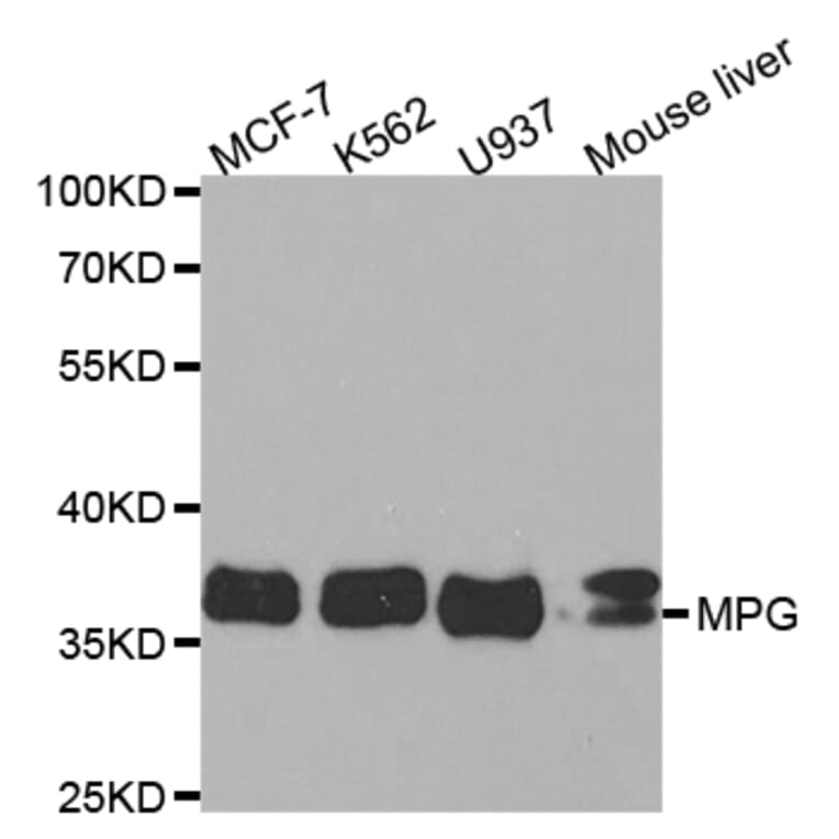 Western blot - MPG Antibody from Signalway Antibody (32837) - Antibodies.com
