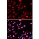 Immunofluorescence - MPG Antibody from Signalway Antibody (32837) - Antibodies.com