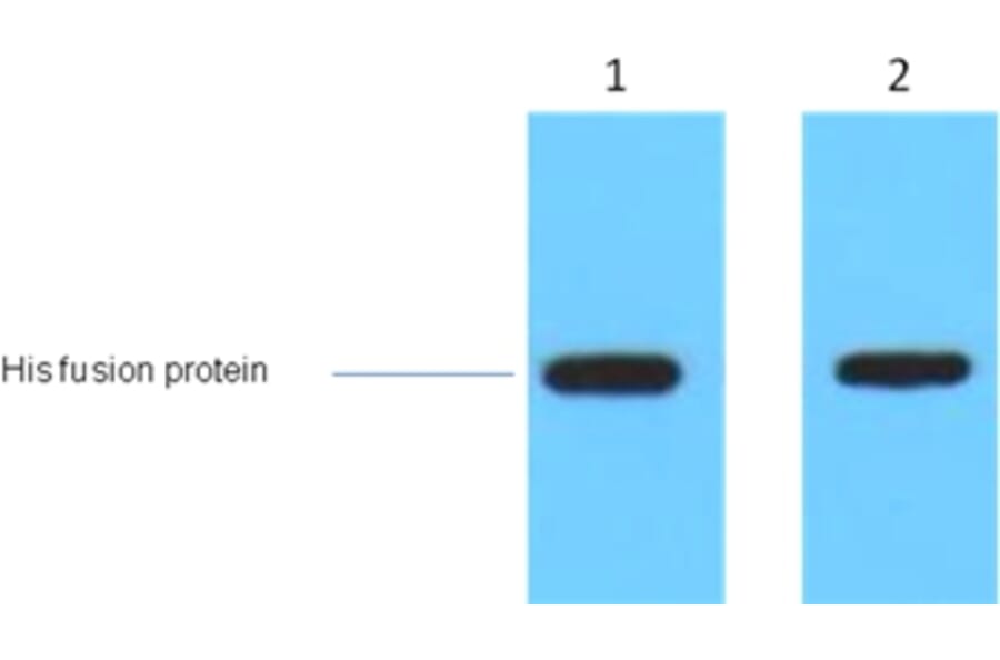 Western blot - AmCyan Mouse Polyclonal Antibody from Signalway Antibody (38080) - Antibodies.com