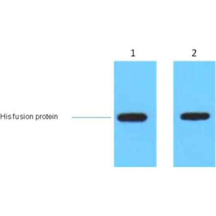 Western blot - AmCyan Mouse Polyclonal Antibody from Signalway Antibody (38080) - Antibodies.com