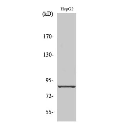Western blot - Cadherin-19 Polyclonal Antibody from Signalway Antibody (40666) - Antibodies.com