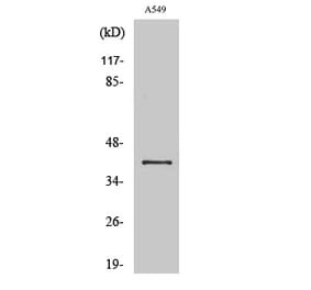 Western blot - Connexin 43 Polyclonal Antibody from Signalway Antibody (40777) - Antibodies.com