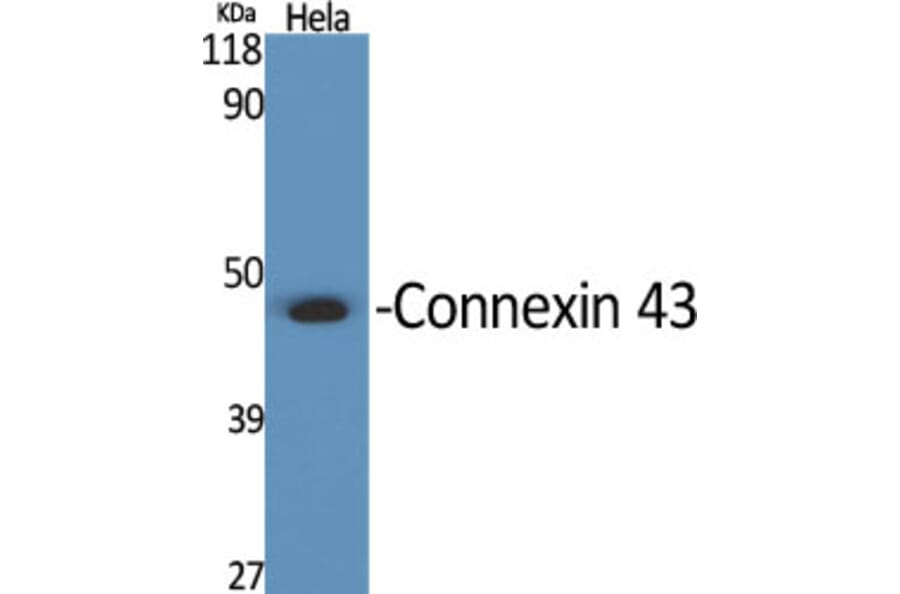 Western blot - Connexin 43 Polyclonal Antibody from Signalway Antibody (40777) - Antibodies.com