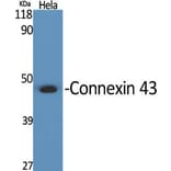 Western blot - Connexin 43 Polyclonal Antibody from Signalway Antibody (40777) - Antibodies.com