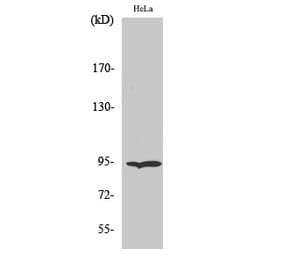 Western blot - Endoplasmin Polyclonal Antibody from Signalway Antibody (40883) - Antibodies.com