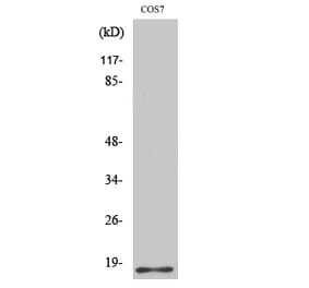 Western blot - Histone H2B Polyclonal Antibody from Signalway Antibody (41013) - Antibodies.com