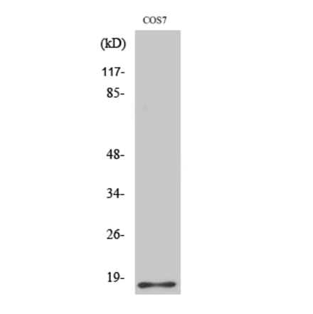 Western blot - Histone H2B Polyclonal Antibody from Signalway Antibody (41013) - Antibodies.com