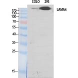 Western blot - Laminin α-4 Polyclonal Antibody from Signalway Antibody (41101) - Antibodies.com