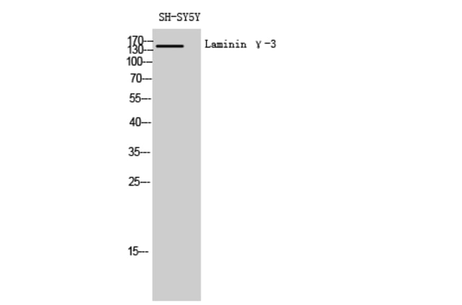 Western blot - Laminin γ-3 Polyclonal Antibody from Signalway Antibody (41103) - Antibodies.com