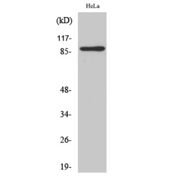 Western blot - MARK1/2/3/4 Polyclonal Antibody from Signalway Antibody (41121) - Antibodies.com