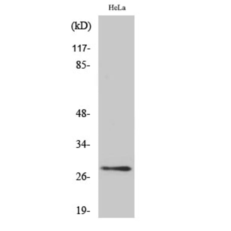 Western blot - 14-3-3 θ/τ Polyclonal Antibody from Signalway Antibody (40526) - Antibodies.com