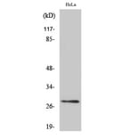 Western blot - 14-3-3 θ/τ Polyclonal Antibody from Signalway Antibody (40526) - Antibodies.com