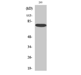 Western blot - Annexin VI Polyclonal Antibody from Signalway Antibody (40594) - Antibodies.com