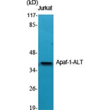 Western blot - Apaf-1-ALT Polyclonal Antibody from Signalway Antibody (40600) - Antibodies.com