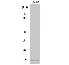 Western blot - Calmodulin Polyclonal Antibody from Signalway Antibody (40668) - Antibodies.com