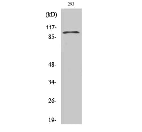 Western blot - E-cadherin Polyclonal Antibody from Signalway Antibody (40859) - Antibodies.com