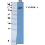 Western blot - E-cadherin Polyclonal Antibody from Signalway Antibody (40860) - Antibodies.com