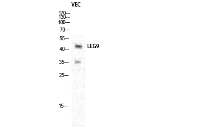 Western blot - Galectin-9 Polyclonal Antibody from Signalway Antibody (40947) - Antibodies.com