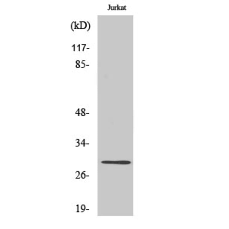 Western blot - Granzyme K Polyclonal Antibody from Signalway Antibody (40985) - Antibodies.com