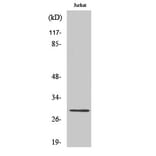 Western blot - Granzyme K Polyclonal Antibody from Signalway Antibody (40985) - Antibodies.com