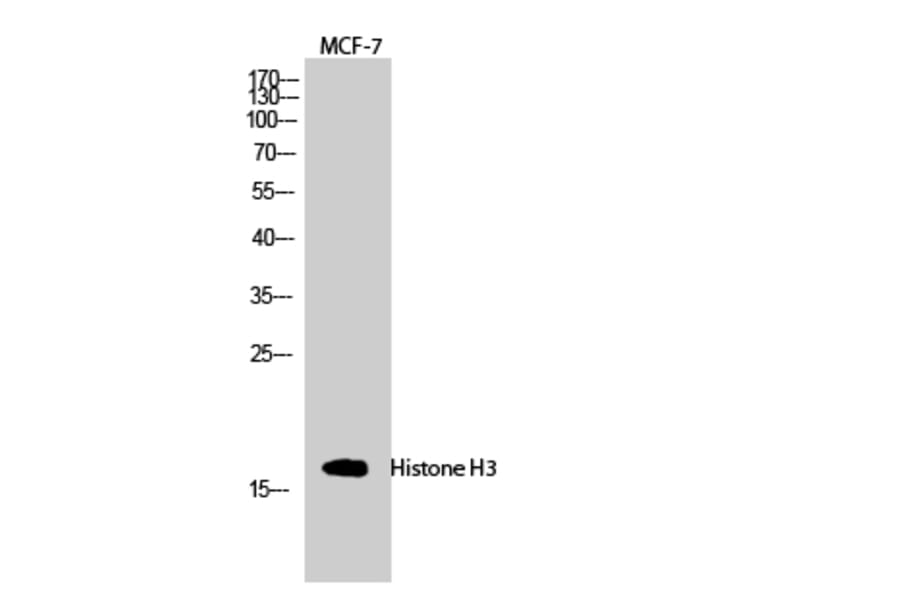 Western blot - Histone H3 Polyclonal Antibody from Signalway Antibody (41017) - Antibodies.com