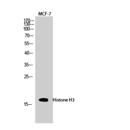 Western blot - Histone H3 Polyclonal Antibody from Signalway Antibody (41017) - Antibodies.com