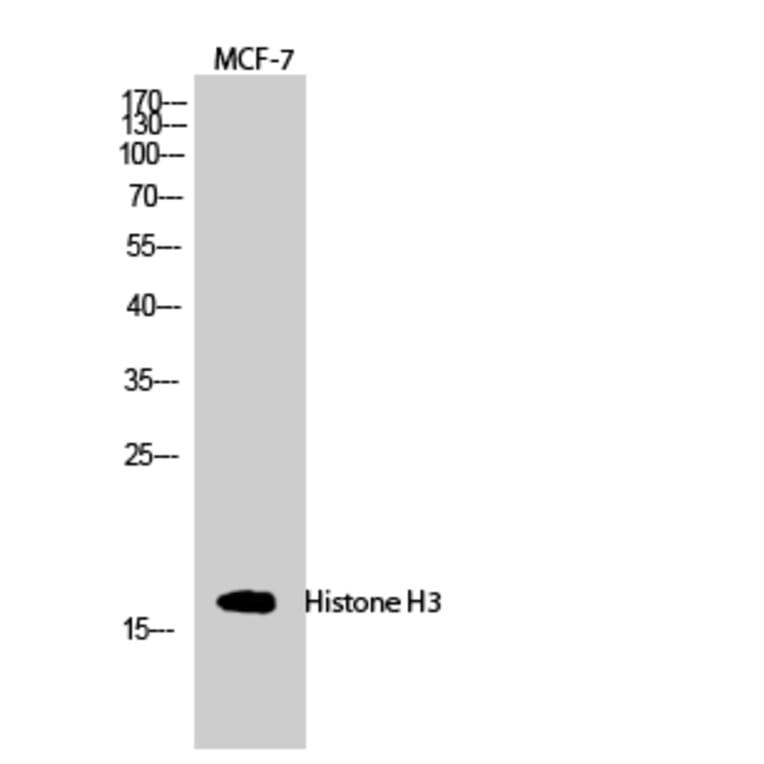 Western blot - Histone H3 Polyclonal Antibody from Signalway Antibody (41017) - Antibodies.com