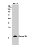 Western blot - Histone H3 Polyclonal Antibody from Signalway Antibody (41017) - Antibodies.com