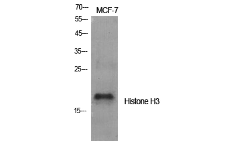 Western blot - Histone H3 Polyclonal Antibody from Signalway Antibody (41017) - Antibodies.com