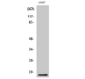 Western blot - Histone H4 Polyclonal Antibody from Signalway Antibody (41020) - Antibodies.com
