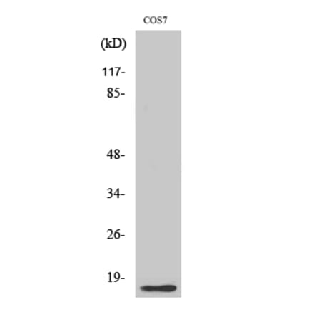 Western blot - Histone H4 Polyclonal Antibody from Signalway Antibody (41020) - Antibodies.com