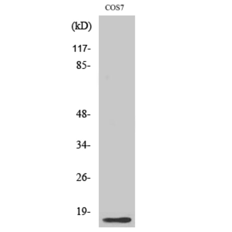 Western blot - Histone H4 Polyclonal Antibody from Signalway Antibody (41020) - Antibodies.com
