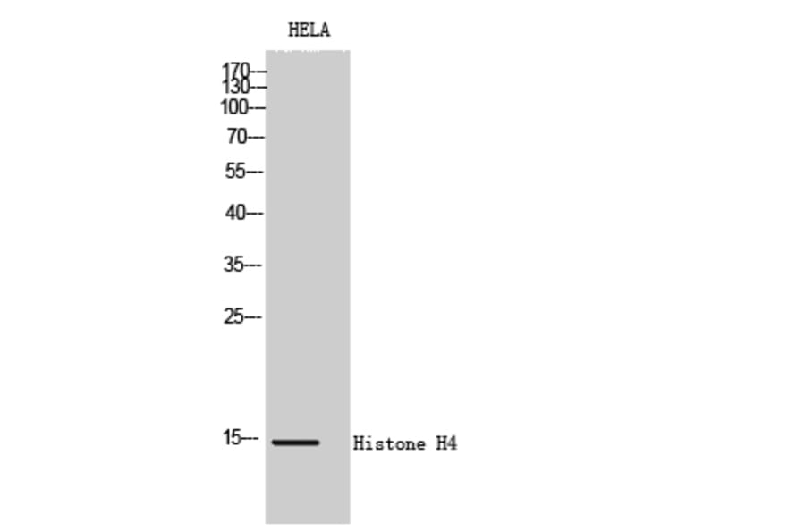 Western blot - Histone H4 Polyclonal Antibody from Signalway Antibody (41021) - Antibodies.com