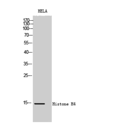 Western blot - Histone H4 Polyclonal Antibody from Signalway Antibody (41021) - Antibodies.com